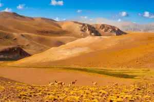 Vicuñas en vega de altura